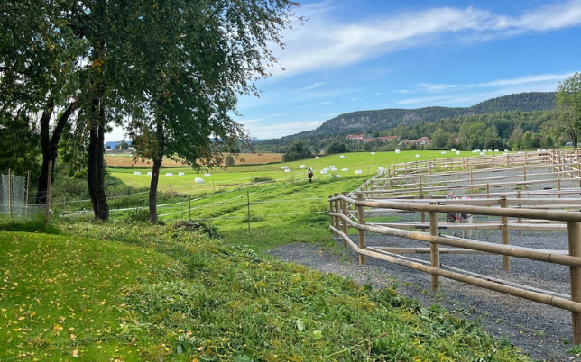 Hosle Gård Paddock 1