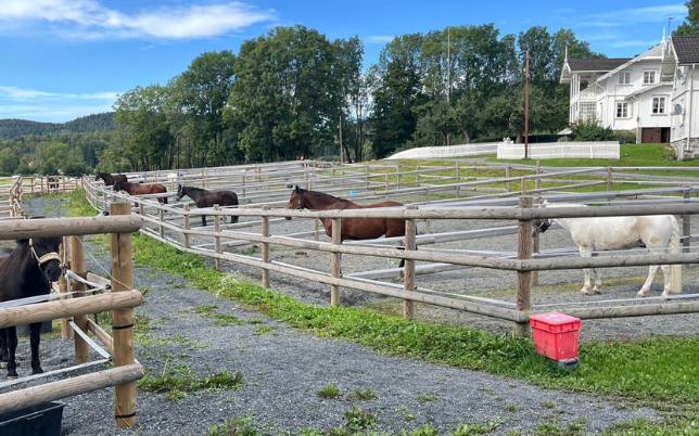 Hosle Gård Paddock 2
