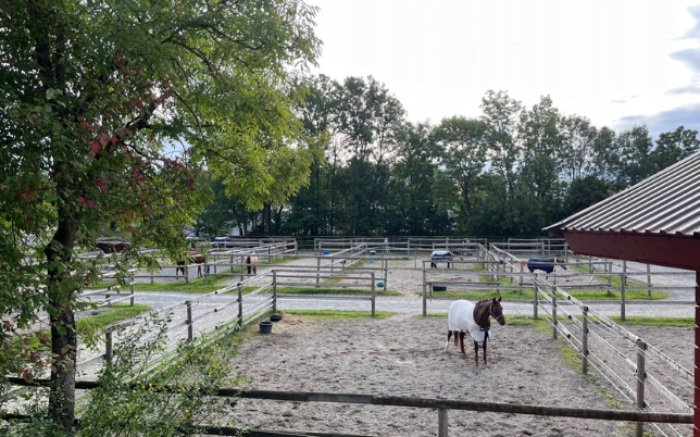 Hosle Gård Paddock 3